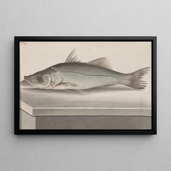 Ren de Rabi - Natural history of Saint Domingue Pl070.webp