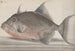Natuurhistorie van Saint-Domingue Pl071 - René de Rabi — weergave van het kunstwerk