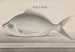 Histoire naturelle de Saint-Domingue Pl. 072 - René de Rabi — weergave van het kunstwerk