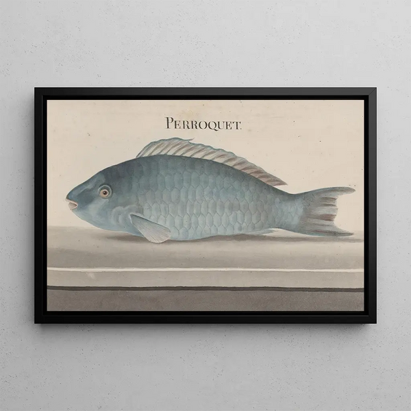Ren de Rabi - Natural history of Saint Domingue Pl077.webp