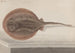 Histoire naturelle de Saint-Domingue Pl080 - René de Rabi — weergave van het kunstwerk