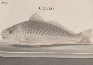 Ren de Rabi - Natural history of Saint Domingue Pl082.webp