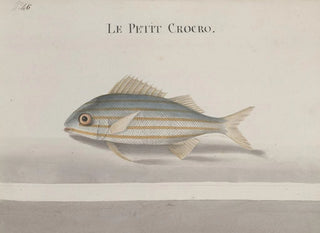 Ren de Rabi - Natural history of Saint Domingue Pl083.webp