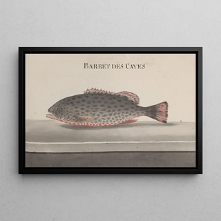 Ren de Rabi - Natural history of Saint Domingue Pl084.webp