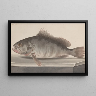Ren de Rabi - Natural history of Saint Domingue Pl085.webp