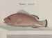 Natuurhistorie van Saint-Domingue Pl086 - René de Rabi — weergave van het kunstwerk