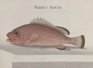 Natuurhistorie van Saint-Domingue Pl086 - René de Rabi — weergave van het kunstwerk