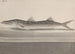 Histoire naturelle de Saint-Domingue Pl089 - René de Rabi — weergave van het kunstwerk