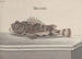 Natuurhistorie van Saint-Domingue Pl094 - René de Rabi — weergave van het kunstwerk