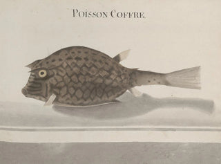 Ren de Rabi - Natural history of Saint Domingue Pl100.webp