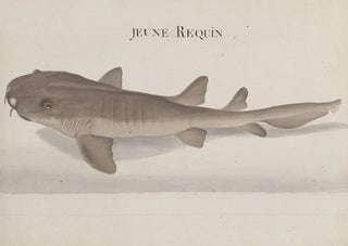 Ren de Rabi - Natural history of Saint Domingue Pl115.webp