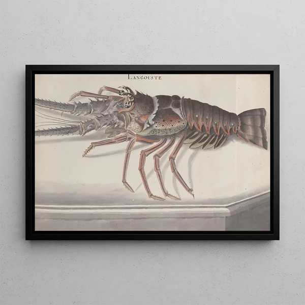 Ren de Rabi - Natural history of Saint Domingue Pl133.webp
