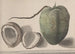 Natuurhistorie van Saint-Domingue Pl157 - René de Rabi — weergave van het kunstwerk