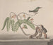 Natuurhistorie van Saint-Domingue Pl159 - René de Rabi — weergave van het kunstwerk