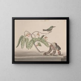Ren de Rabi - Natural history of Saint Domingue Pl159.webp