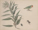 Natuurhistorie van Saint-Domingue Pl164 - René de Rabi — weergave van het kunstwerk