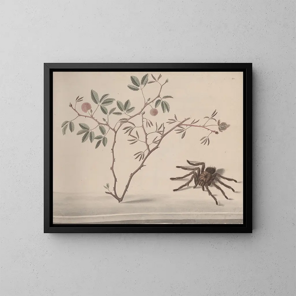 Natuurhistorie van Saint-Domingue Pl175 - René de Rabi — ingelijst kunstwerk aan de muur