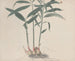 Natuurhistorie van Saint-Domingue Pl176 - René de Rabi — weergave van het kunstwerk