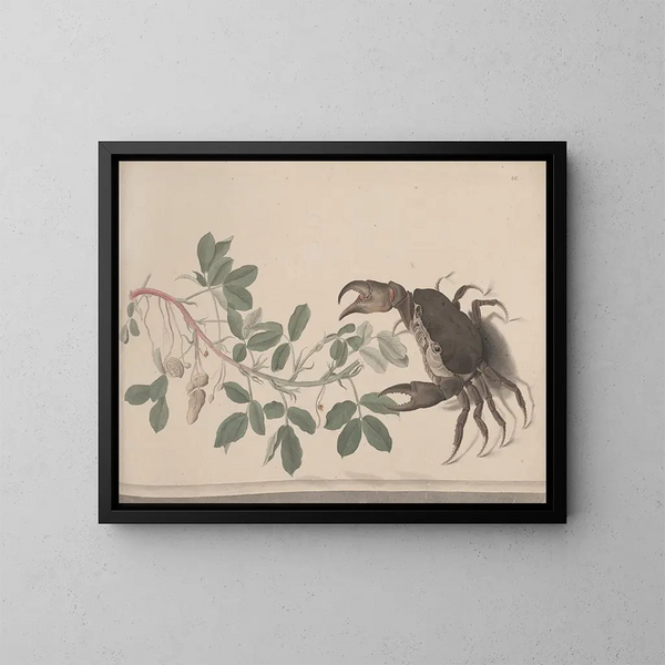 Natuurhistorie van Saint-Domingue Pl. 177 - René de Rabi — ingelijst kunstwerk aan de muur
