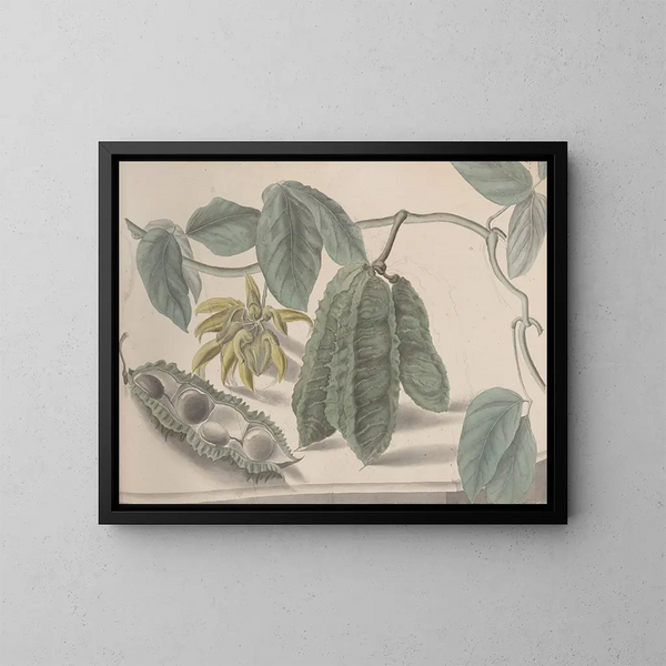 Natuurhistorie van Saint-Domingue Pl179 - René de Rabi — ingelijst kunstwerk aan de muur