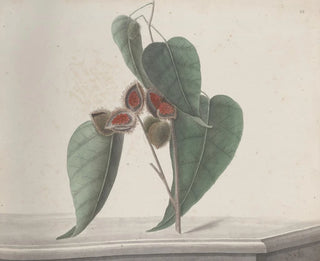 Ren de Rabi - Natural history of Saint Domingue Pl187.webp