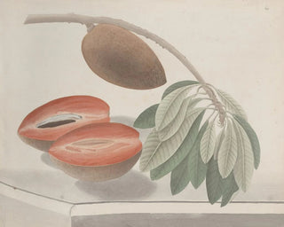 Ren de Rabi - Natural history of Saint Domingue Pl191.webp