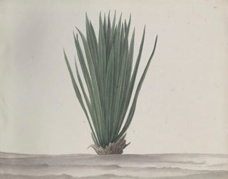 Ren de Rabi - Natural history of Saint Domingue Pl192.webp