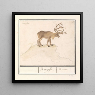 Renne Rangifer tarandus - Anselmus Botius de Boodt