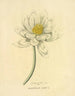 Egyptisch Lotus schilderij - Richard Duppa — weergave van het kunstwerk