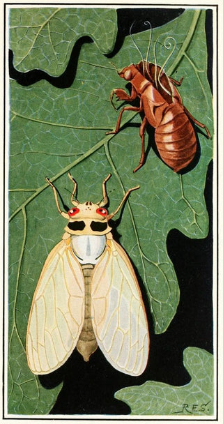 Robert Evans Snodgrass - Cicada.webp
