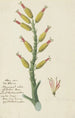 Aloe dichotoma Masson, quiver tree or Kokerboom - Robert Jacob Gordon — artwork view