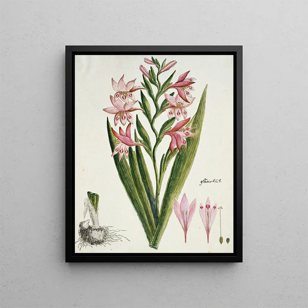 Gladiolus carneus D. Delarochev Belle-dame - Robert Jacob Gordon — ingelijst kunstwerk aan de muur