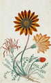 Gorteria diffusa - Robert Jacob Gordon — artwork view