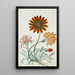 Gorteria diffusa - Robert Jacob Gordon — framed artwork on a wall