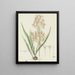Ixia paniculata D. Delaroche - Robert Jacob Gordon — ingelijst kunstwerk aan de muur