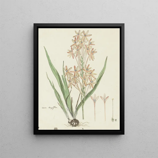 Robert Jacob Gordon - Ixia paniculata D Delaroche.webp