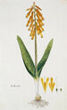 Lachenalia aloides Lf Engl var aurea Fleur d'opale - Robert Jacob Gordon — weergave van het kunstwerk
