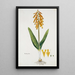 Lachenalia aloides Lf Engl var aurea Fleur d'opale - Robert Jacob Gordon — ingelijst kunstwerk aan de muur