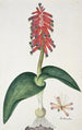 Lachenalia bulbifera Cirillo Engl - Robert Jacob Gordon — weergave van het kunstwerk