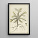Monsonia patersonii or Monsonia sp - Robert Jacob Gordon — framed artwork on a wall