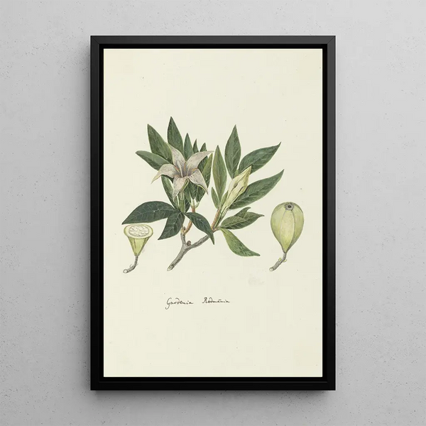 Robert Jacob Gordon - Rothmannia capensis Thunb formerly gardenia capensis Druce Wild Gardenia or common Rothmannia.webp