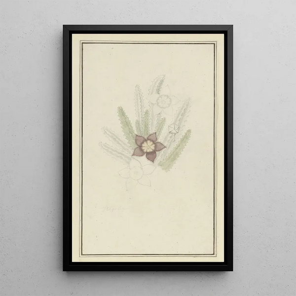 Robert Jacob Gordon - Stapelia hirsute L Starfish flower.webp