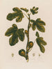 Ficus Le Figuier - Robert John Thornton — artwork view