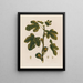 Ficus Le Figuier - Robert John Thornton — framed artwork on a wall
