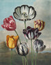 Een groep tulpen (conflict van hoofdletters) - Robert John Thornton — weergave van het kunstwerk