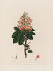 Aesculus Hippocastanum or Common Horse Chestnut - Robert John Thornton — artwork view