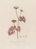 Aethusa cynapium or fool's parsley - Robert John Thornton — artwork view
