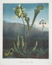 Planten van de Amerikaanse moerassen I Pothos stinkend II Paarse plant III Venusvliegenval - Robert John Thornton — weergave van het kunstwerk