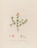 Anagallis arvensis of oude mannetjesglas - Robert John Thornton — weergave van het kunstwerk
