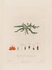 Anagallis tenella of moeraspimpernel - Robert John Thornton — weergave van het kunstwerk